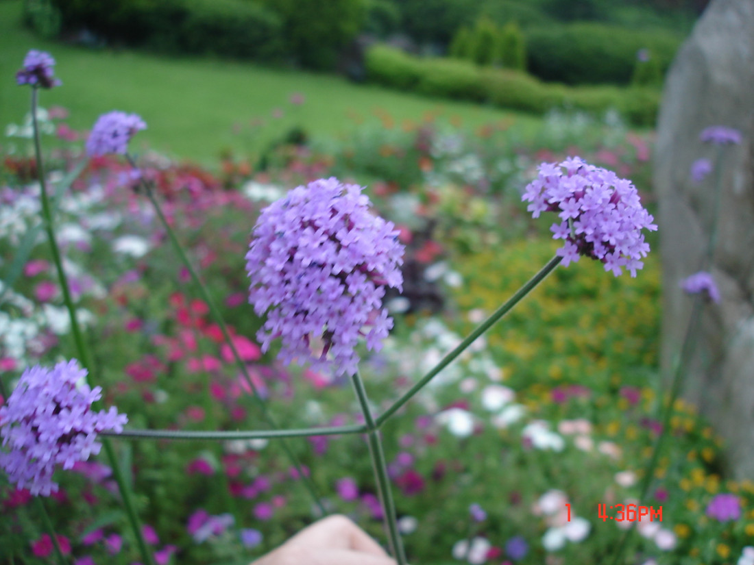dsc01951.jpg