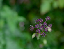  width=100%></a></td></tr><tr><td height=1 bgcolor=#cccccc></td></tr><tr><td bgcolor=#f3f3f3 align=center height=22><a href=